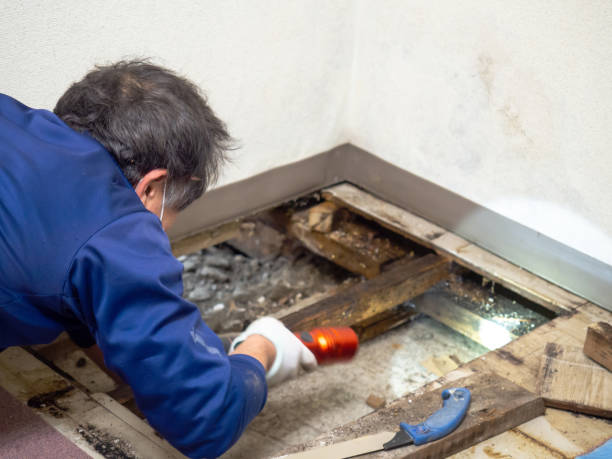 Best Mold Removal Process  in Byhalia, MS