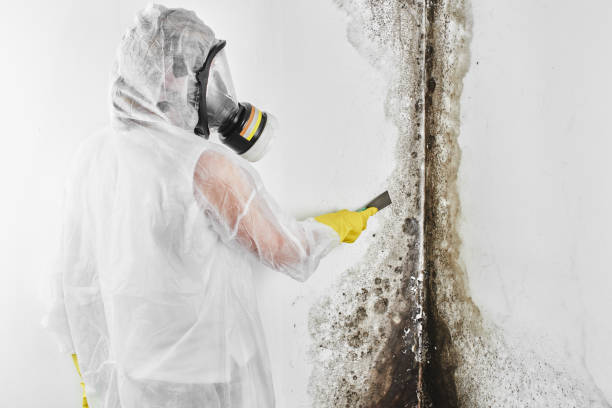 Best Mold Removal Company Near Me  in Byhalia, MS