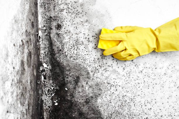 Best Emergency Mold Removal  in Byhalia, MS