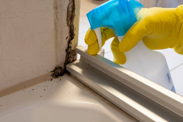 Best Same-Day Mold Removal  in Byhalia, MS