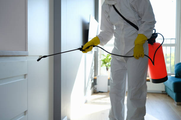 Best Home Mold Removal  in Byhalia, MS