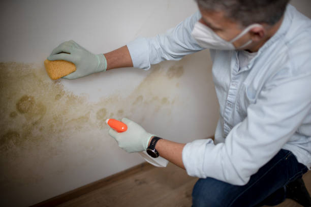 Mold Removal Process in Byhalia, MS