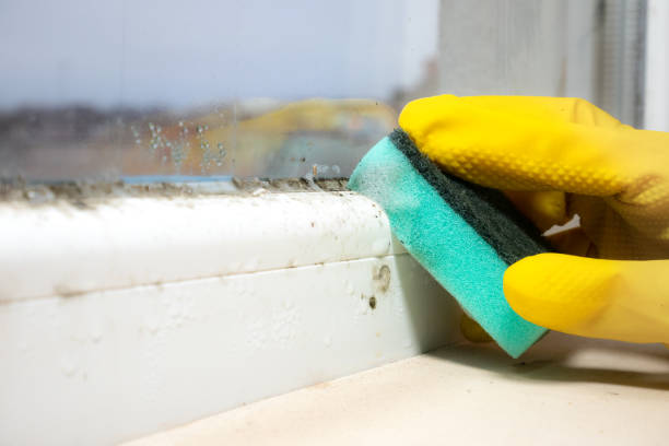 Best Mold Removal Company Near Me  in Byhalia, MS