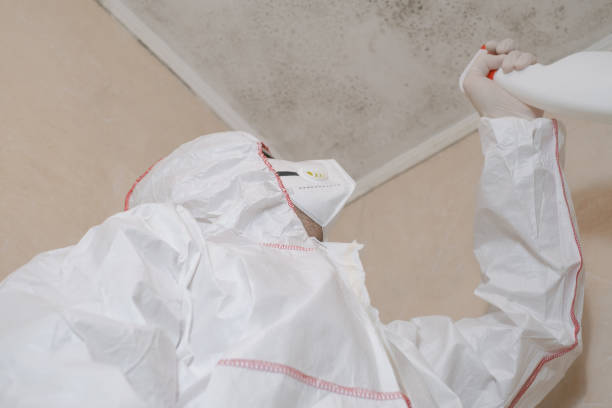 Best Same-Day Mold Removal  in Byhalia, MS