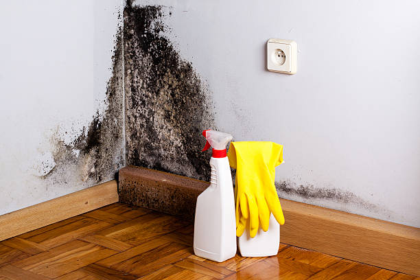 Best Residential Mold Removal  in Byhalia, MS