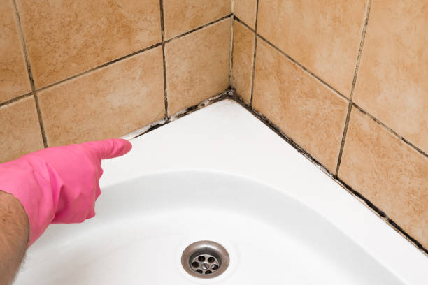 Best Office Mold Removal Services  in Byhalia, MS