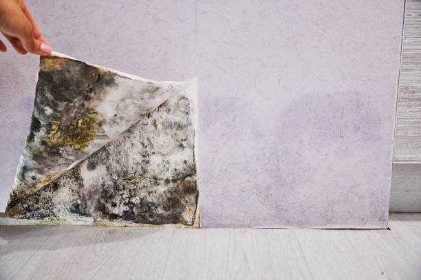 Best Residential Mold Removal  in Byhalia, MS